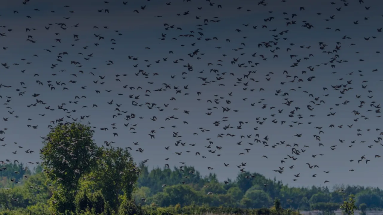 Flock safety: empresa de us$ 7,5 bilhões vira alvo de protestos contra vigilância nos EUA
